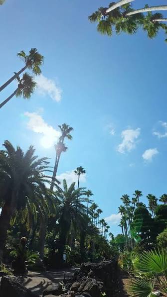 빌딩숲을 벗어나,, 오늘은 진짜 숲으로. 🌴🌿, 고개를 들어 높게 솟은 나무를 바라보는 것만으로도, 마음에 작은 여유가 생깁니다., 복잡한 일상은 잠시 내려놓고,, 제주 한림공원에서 초록빛 휴식을 만나보세요., 📍제주 한림공원, #한림공원 #제주여행 #제주가볼만한곳 #제주서쪽여행 #제주힐링 #제주자연 #제주숲 #야자수길 #제주산책 #힐링여행